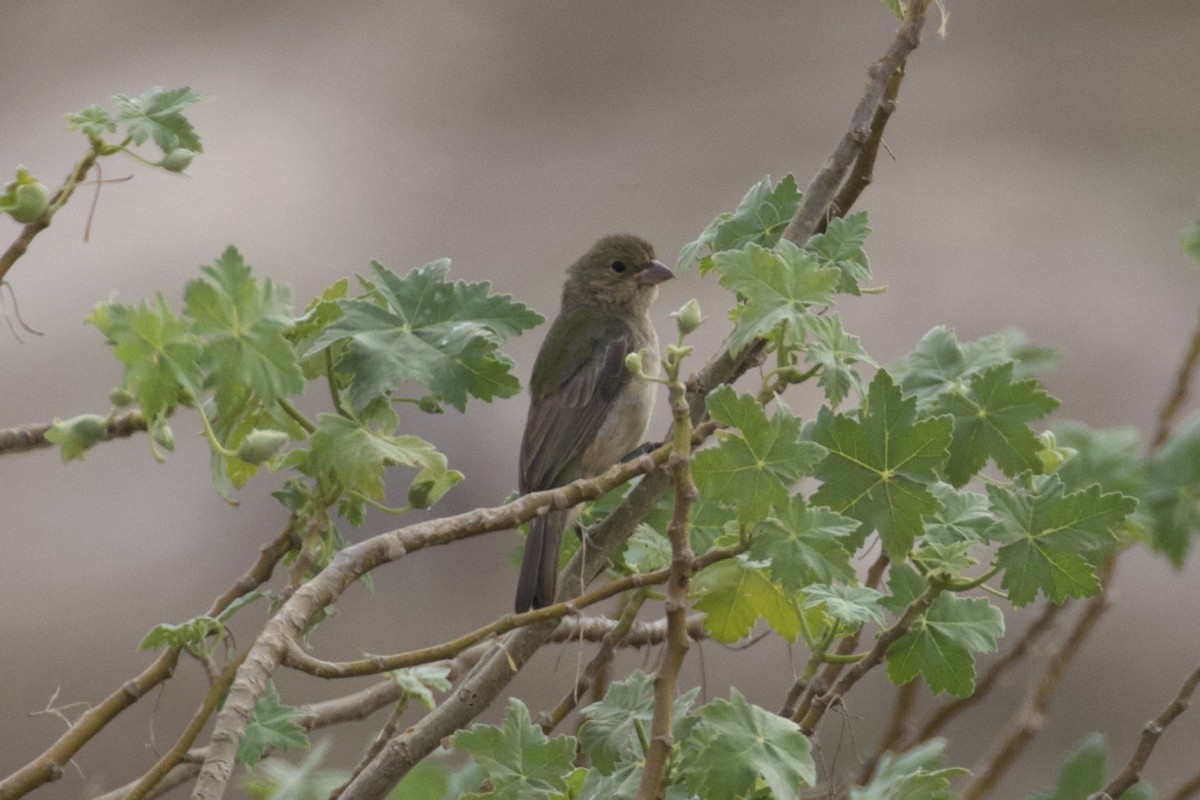 Painted Bunting - ML641914075