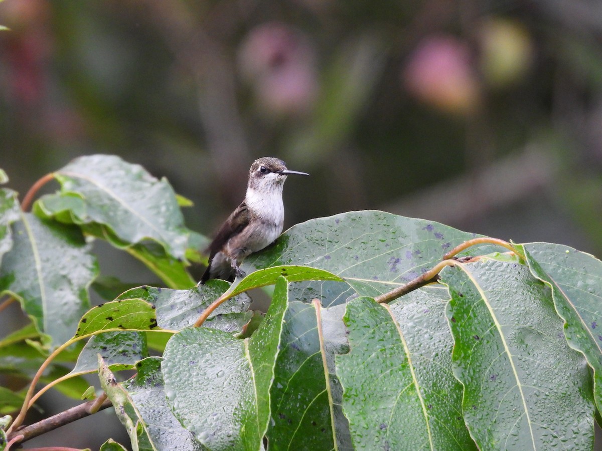 Ruby-throated Hummingbird - ML641914093