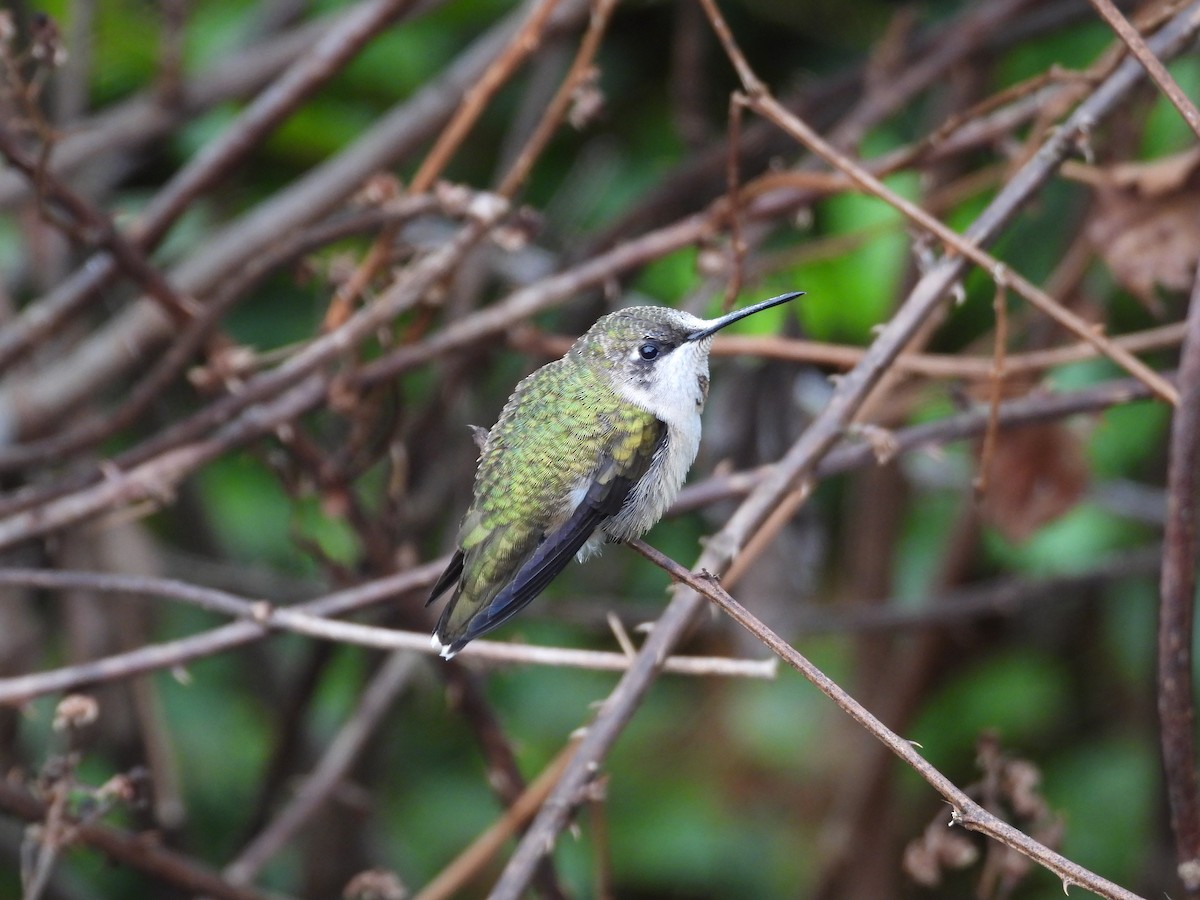 Ruby-throated Hummingbird - ML641914097