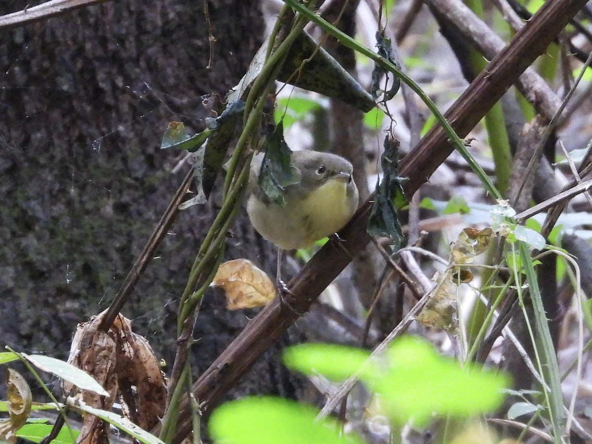 Common Yellowthroat - ML641914105