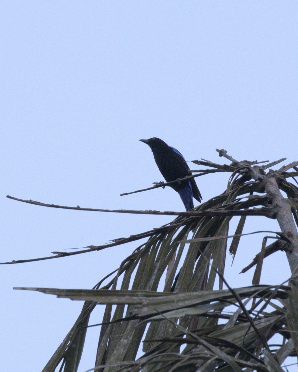 Asian Fairy-bluebird - ML641914108