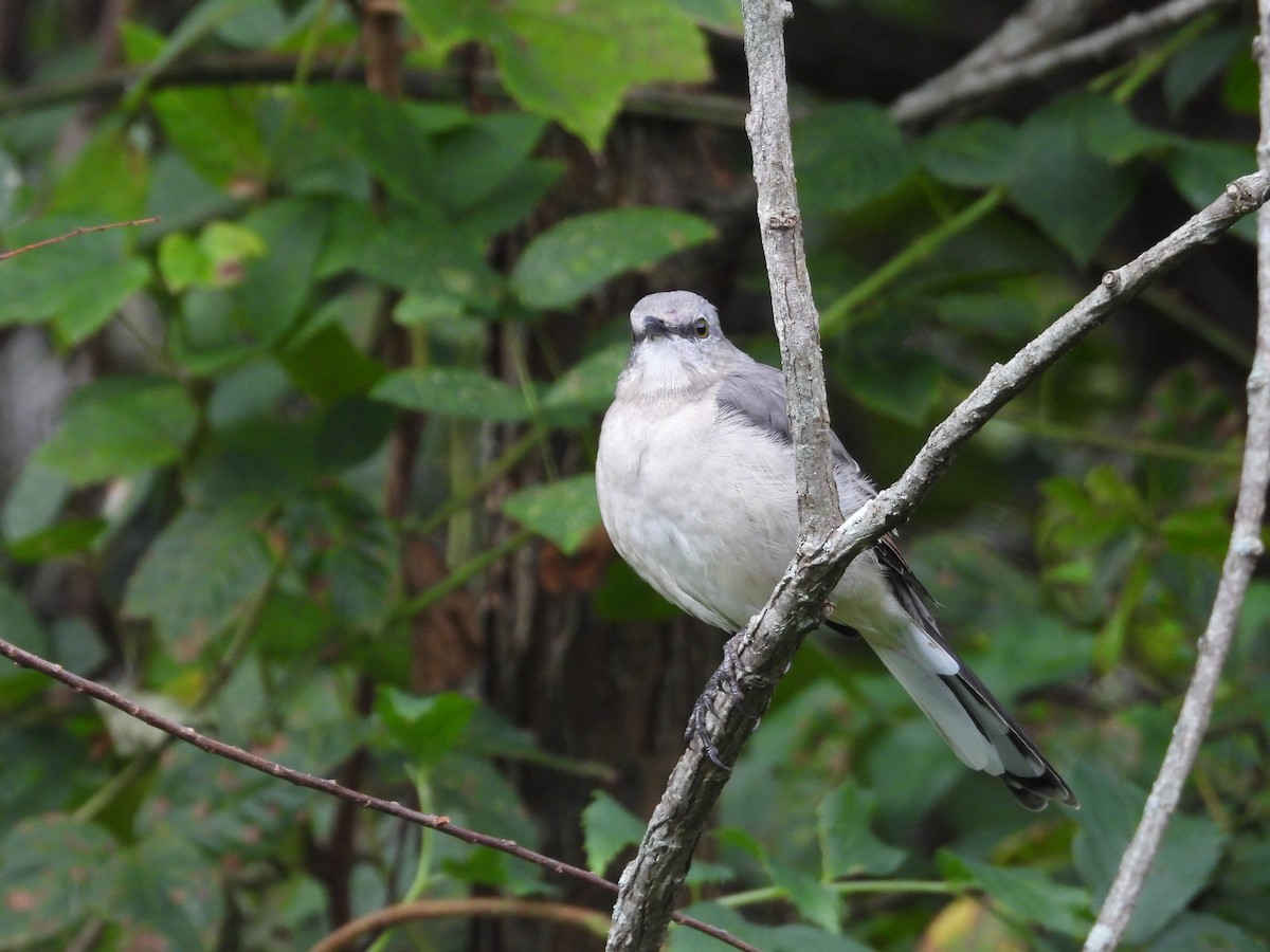 Northern Mockingbird - ML641914125