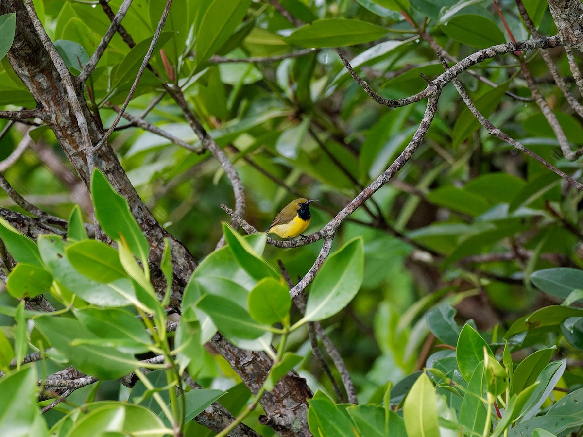 Garden Sunbird - ML641914152