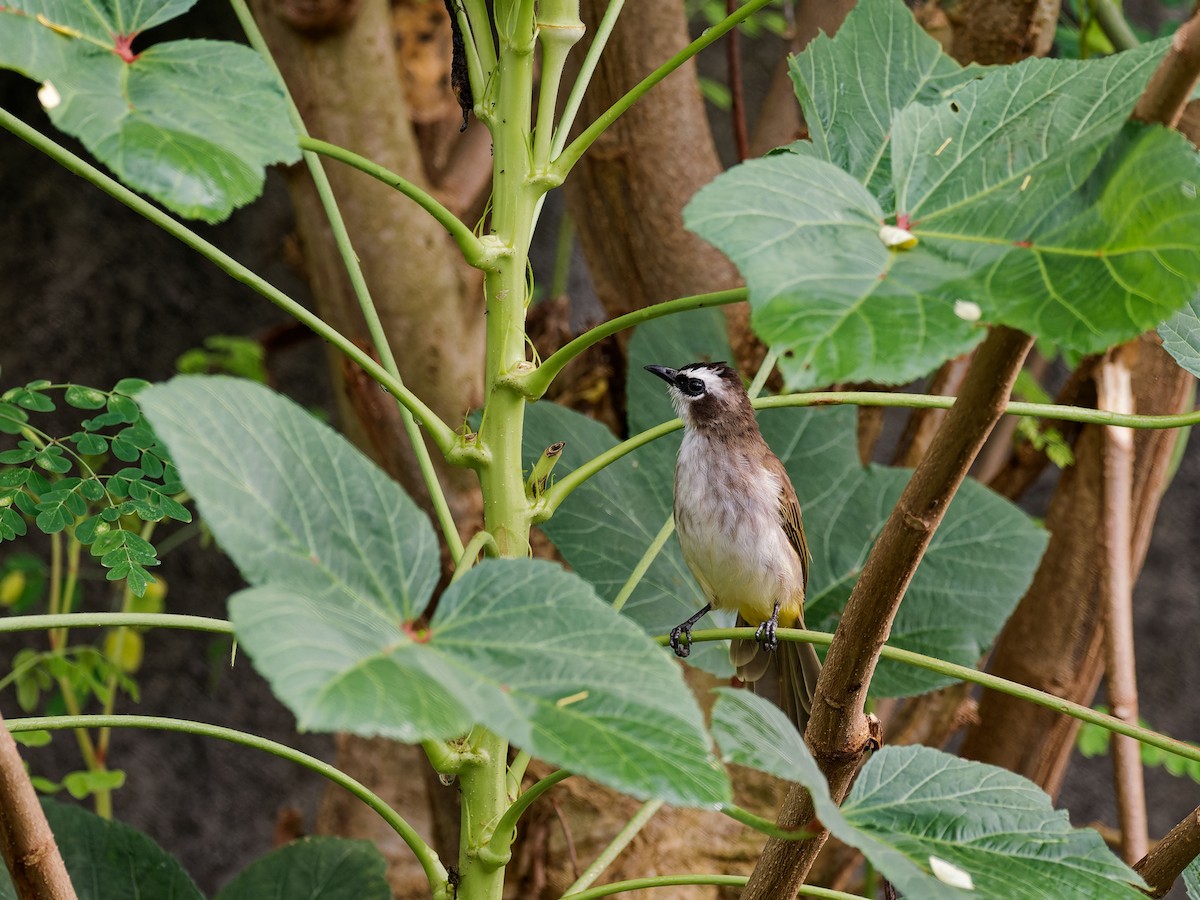 Yellow-vented Bulbul (Philippine) - ML641914193
