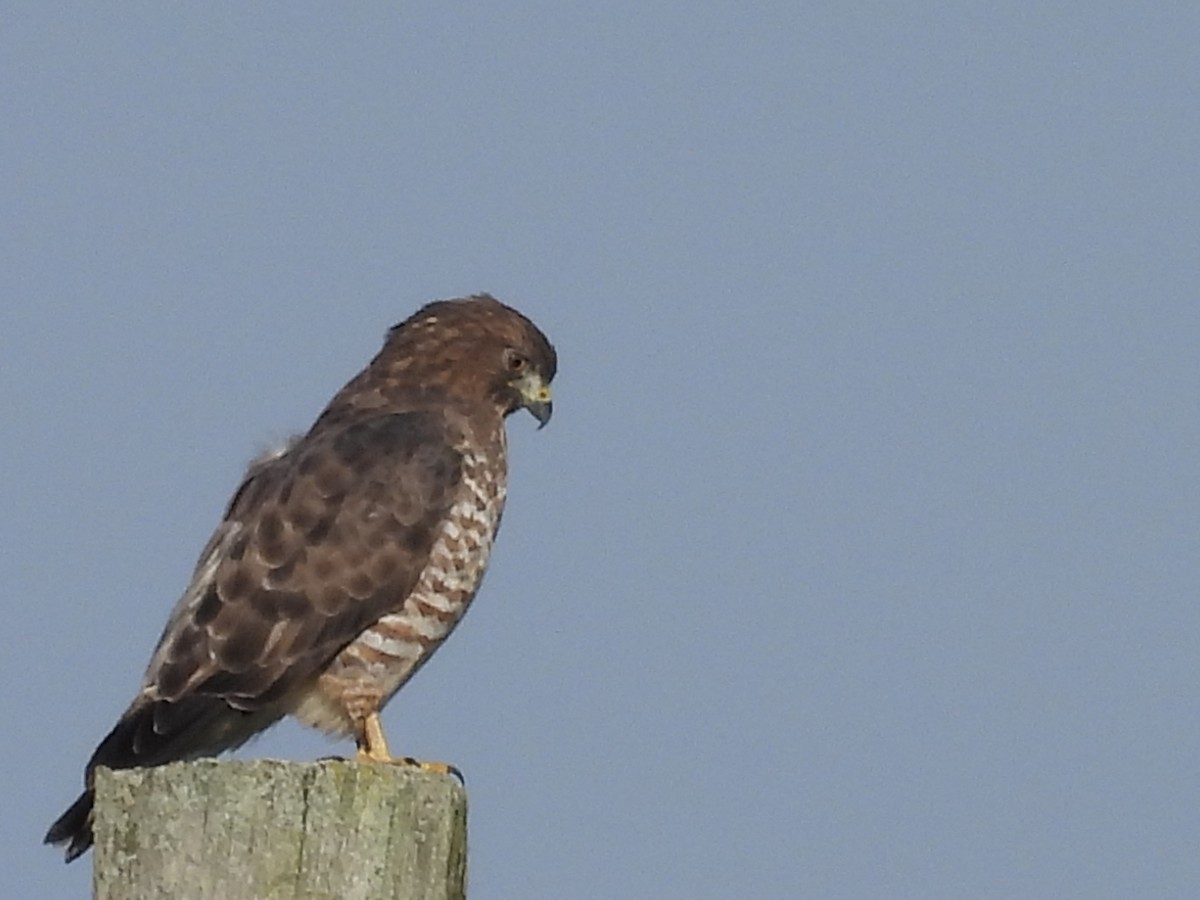 Broad-winged Hawk - ML641914209