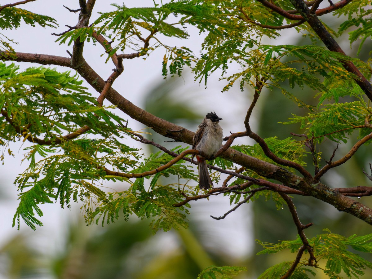 Bulbul Ventridorado - ML641914220