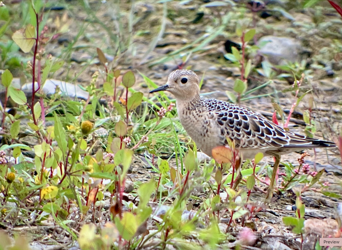 コモンシギ - ML641914249