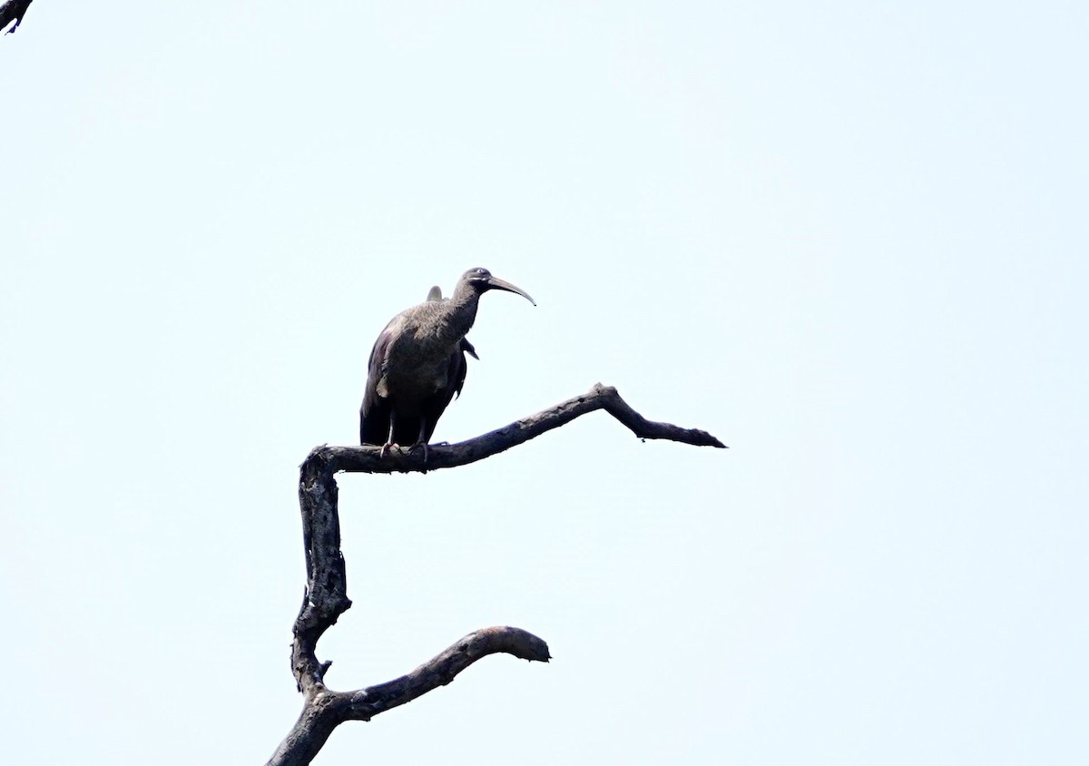 hadadaibis - ML641914279