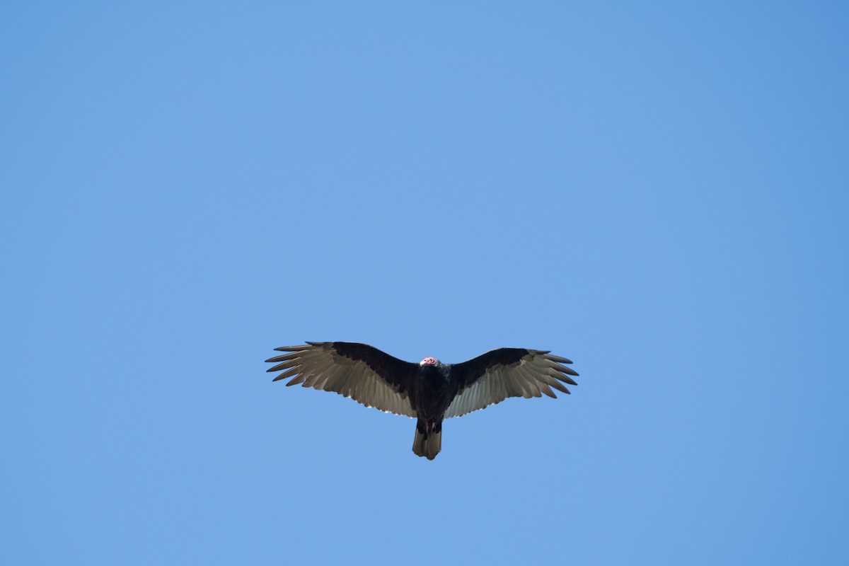 kondor krocanovitý - ML641914290