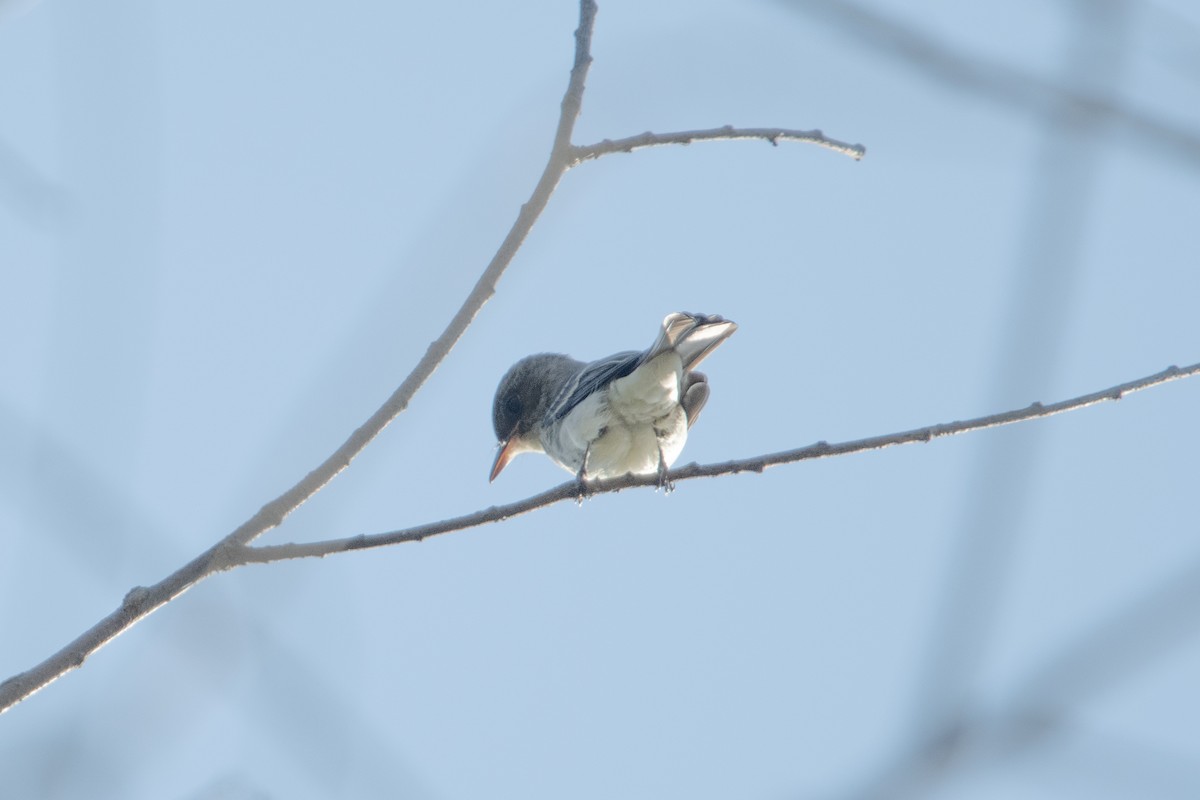 tyranovec východní - ML641914298