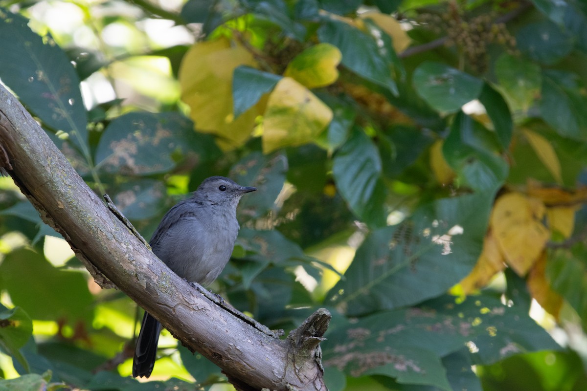 drozdec černohlavý - ML641914306