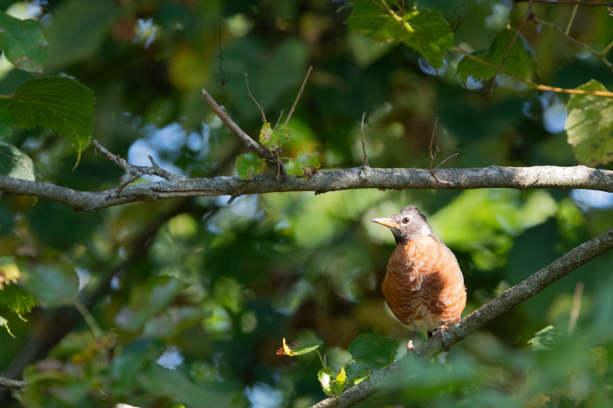 drozd stěhovavý - ML641914317