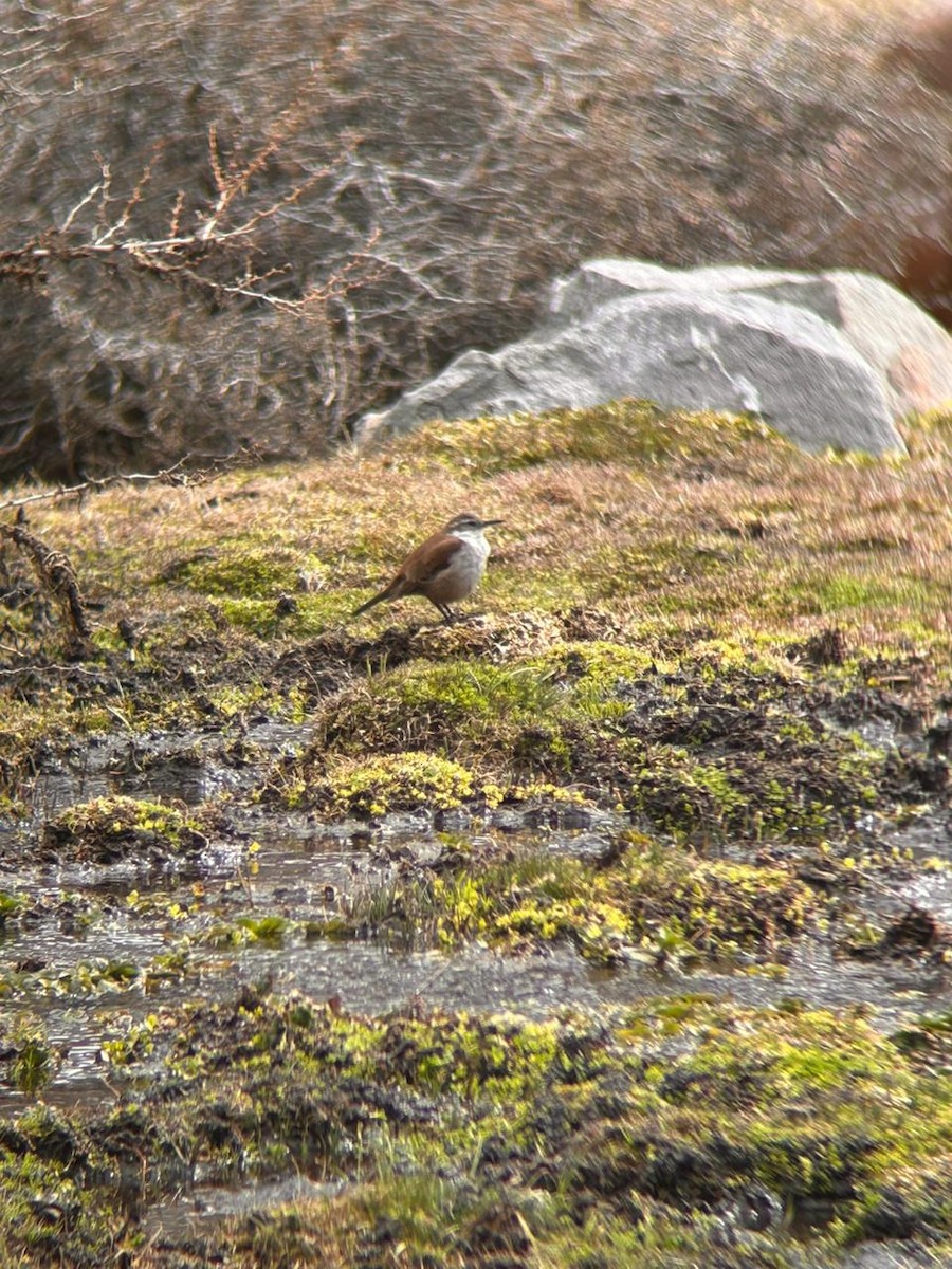 White-winged Cinclodes - ML641914340