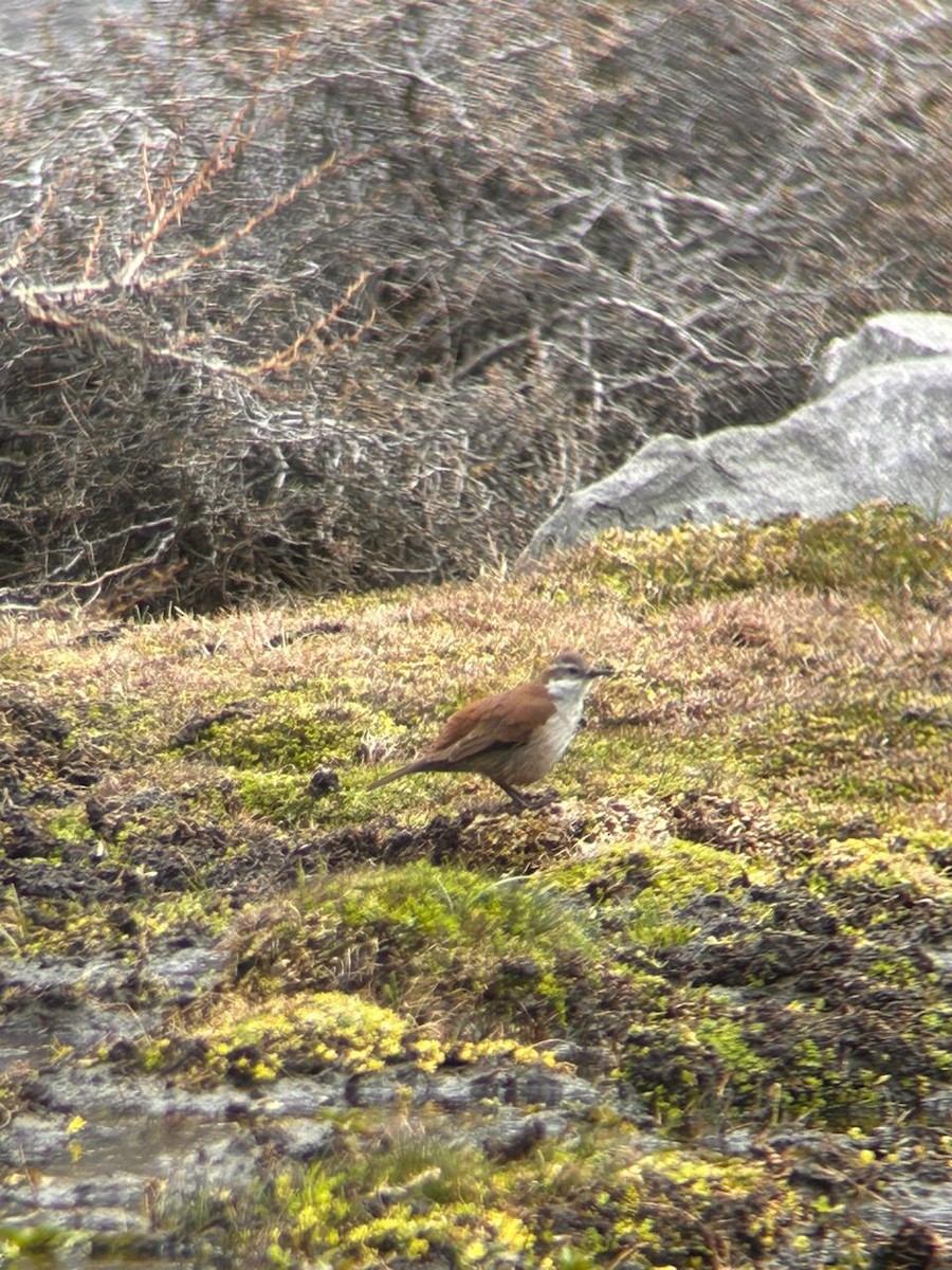 White-winged Cinclodes - ML641914341