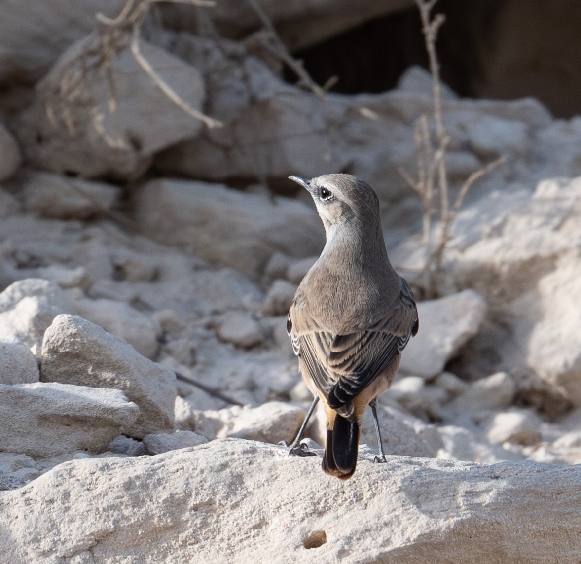 Persian Wheatear - ML641914345
