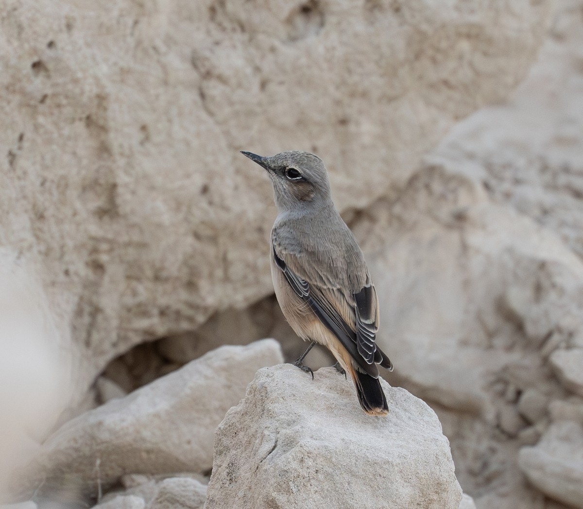Persian Wheatear - ML641914364