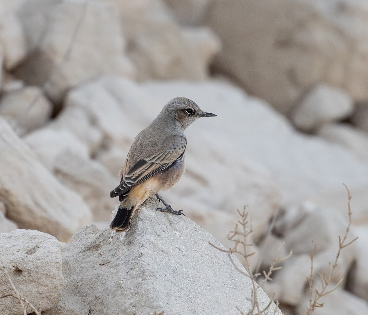 Persian Wheatear - ML641914365
