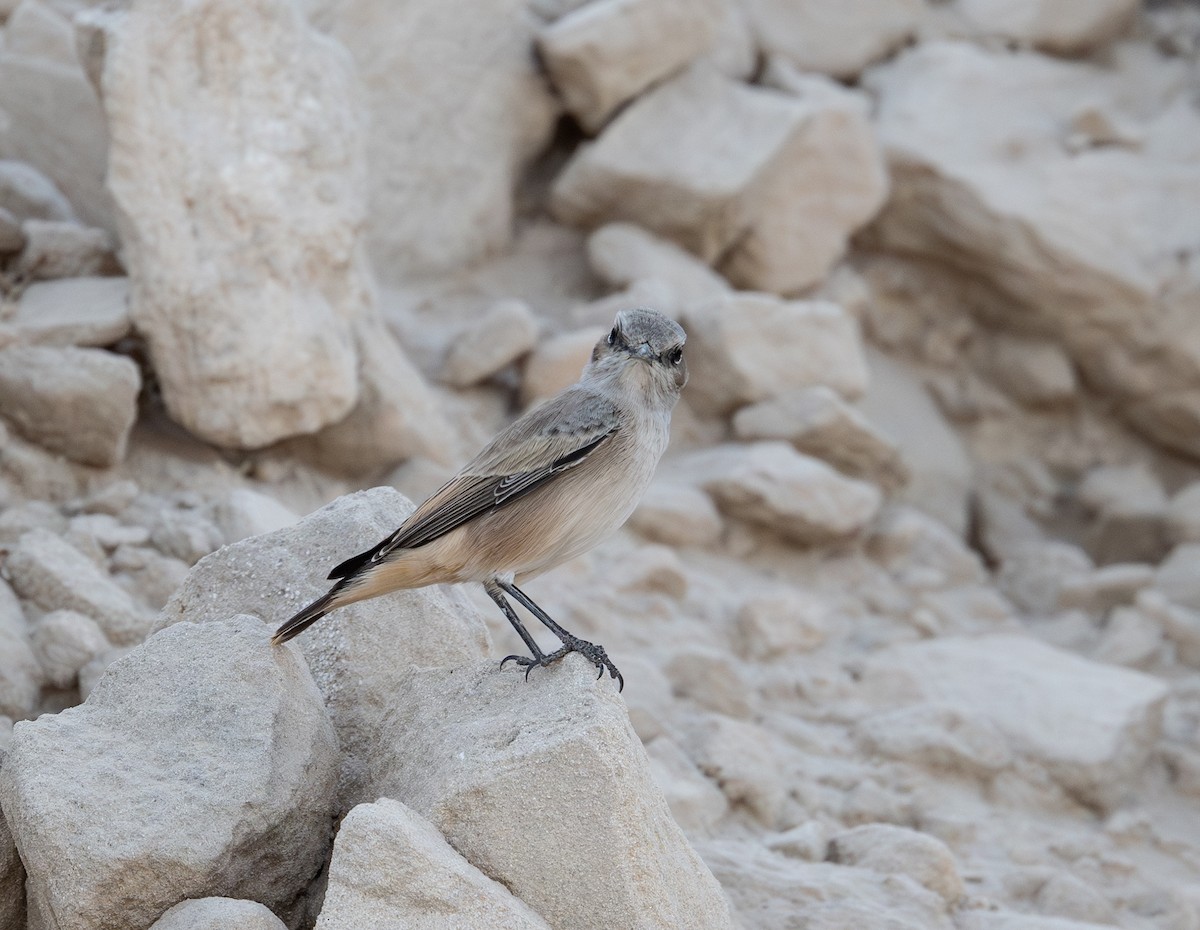 Persian Wheatear - ML641914366