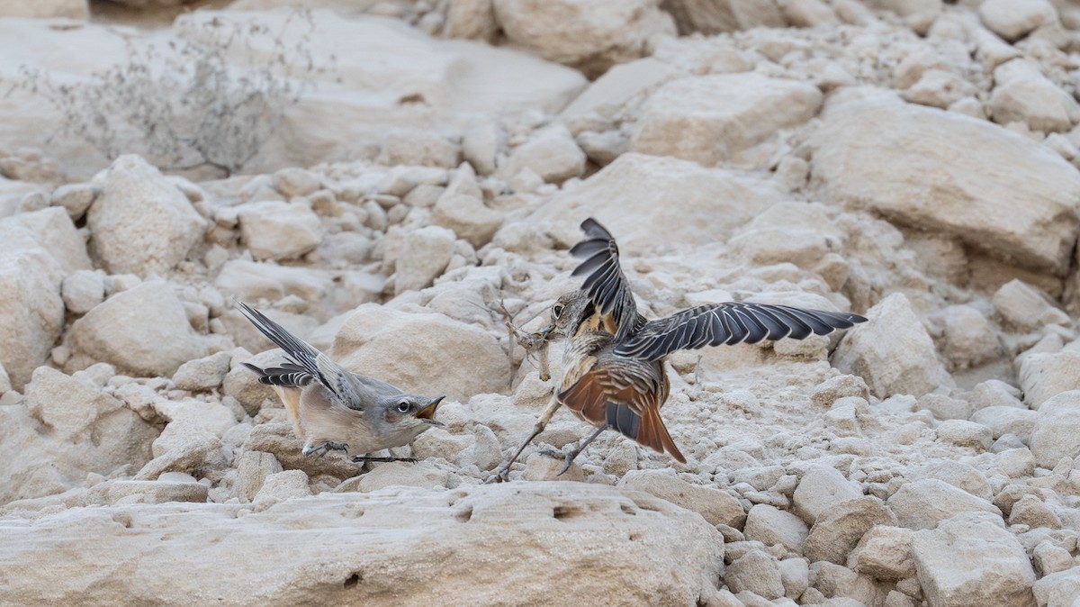 Persian Wheatear - ML641914388