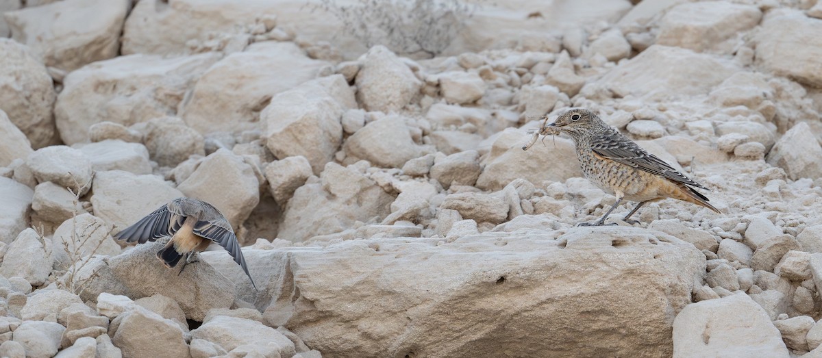 Persian Wheatear - ML641914389