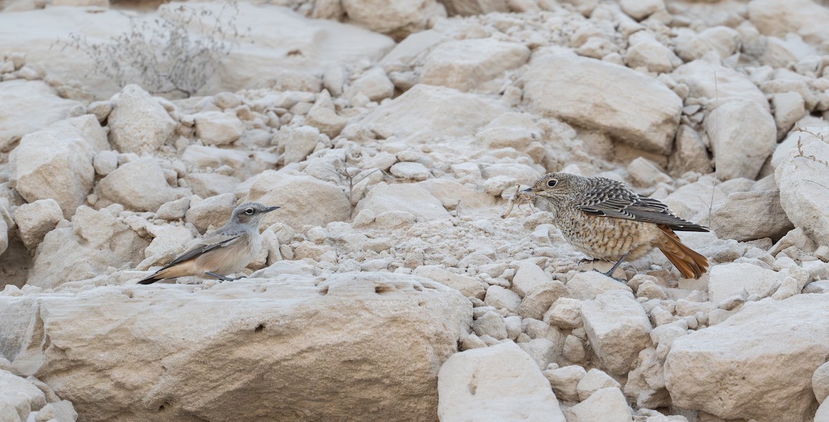 Persian Wheatear - ML641914390