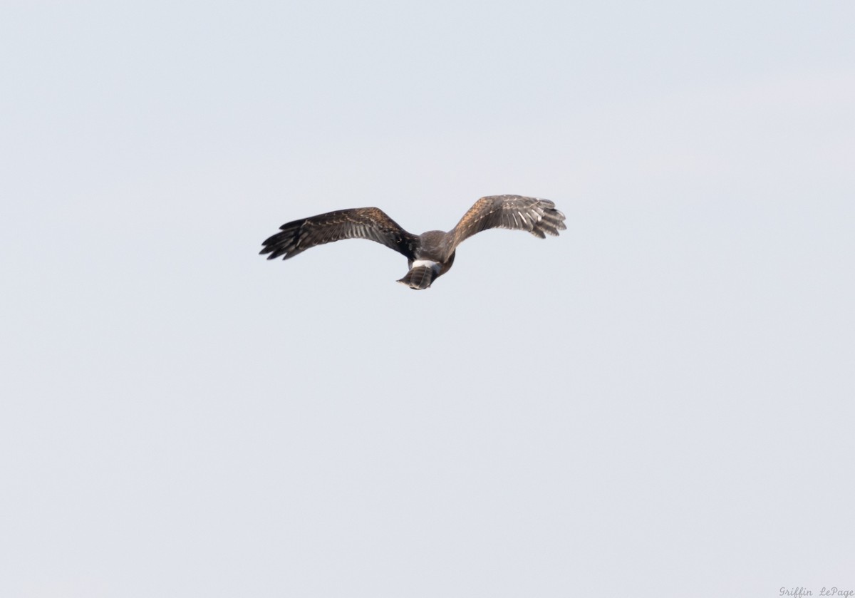Northern Harrier - ML641914393