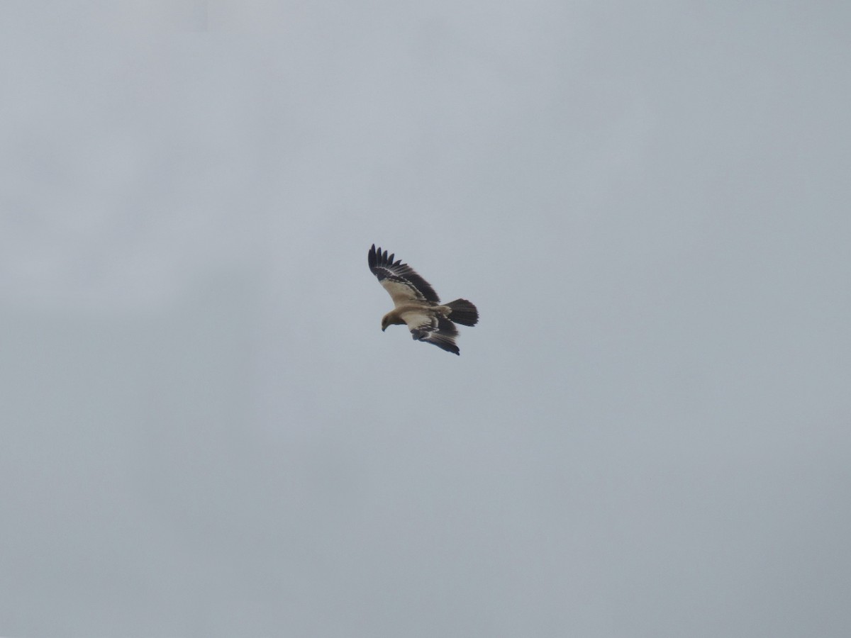 Tawny Eagle - ML641914408