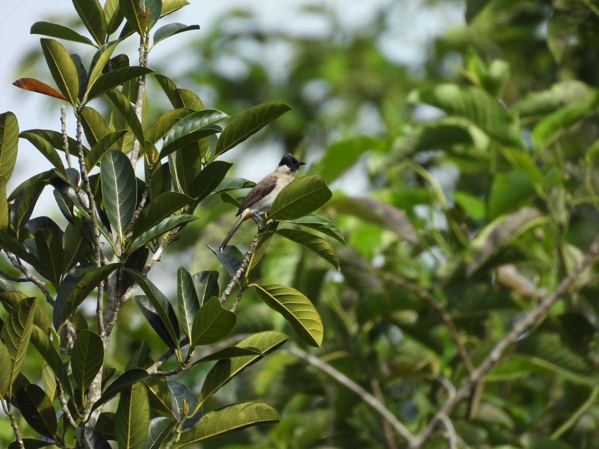 Bulbul Ventridorado - ML641914513