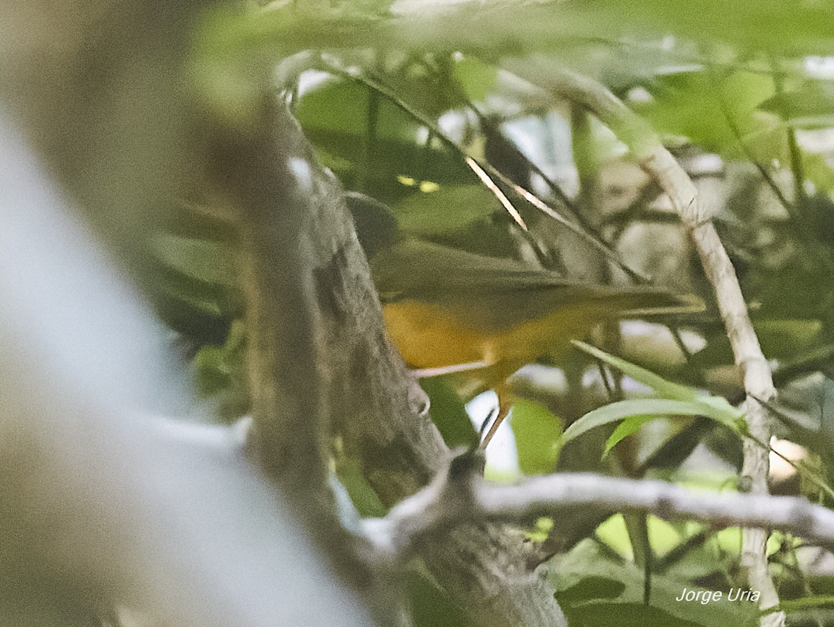 Kentucky Warbler - ML641914536