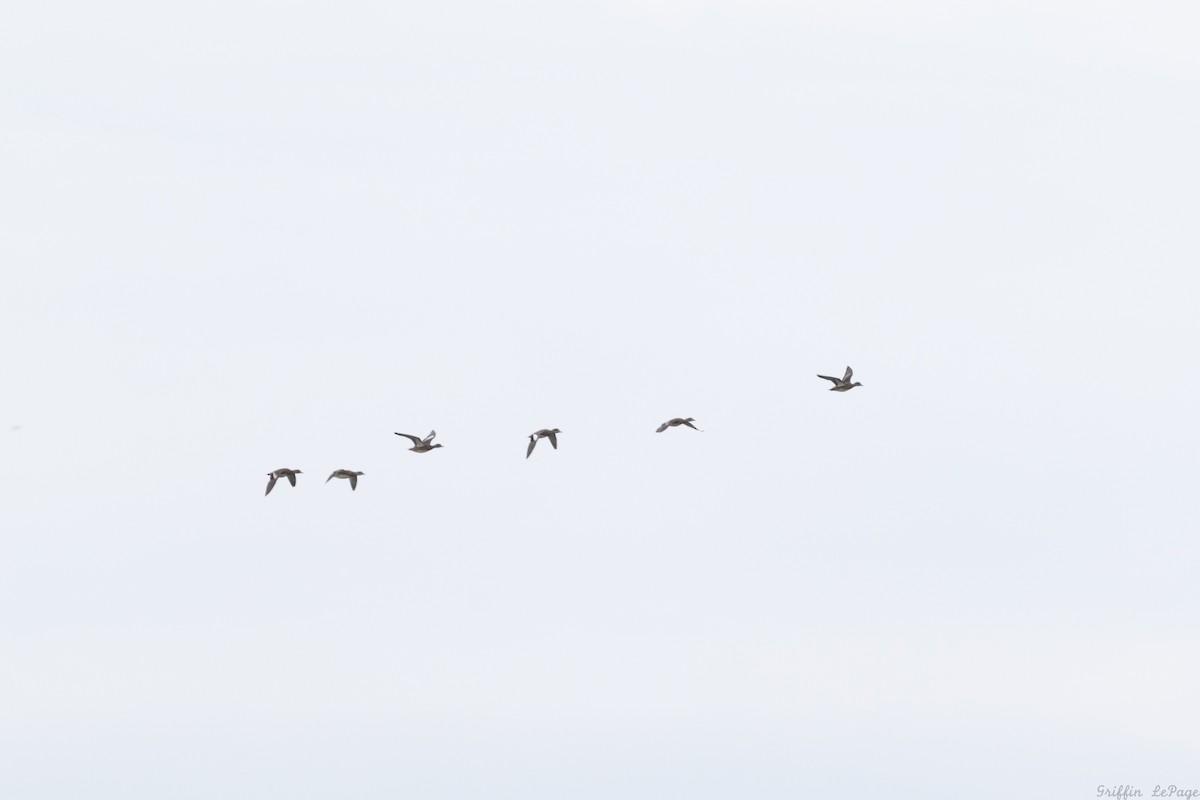 American Wigeon - ML641914541
