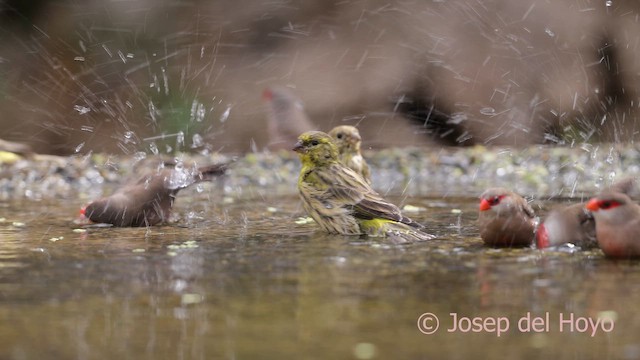 European Serin - ML641914551