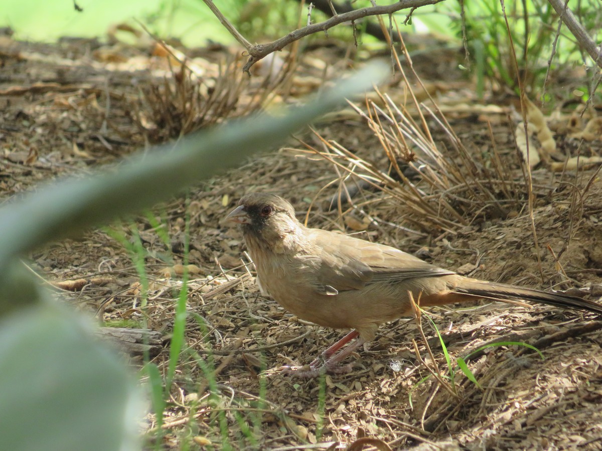 Abert's Towhee - ML641914555