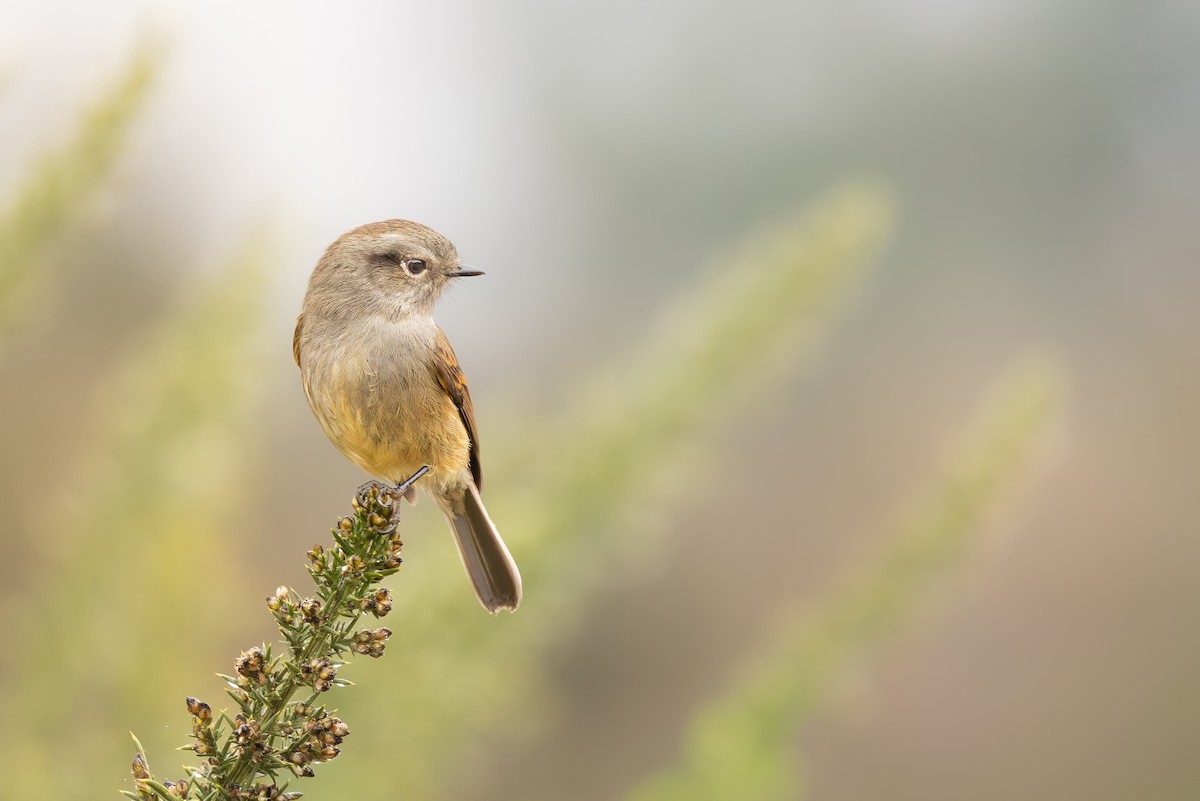 Patagonian Tyrant - ML641914569