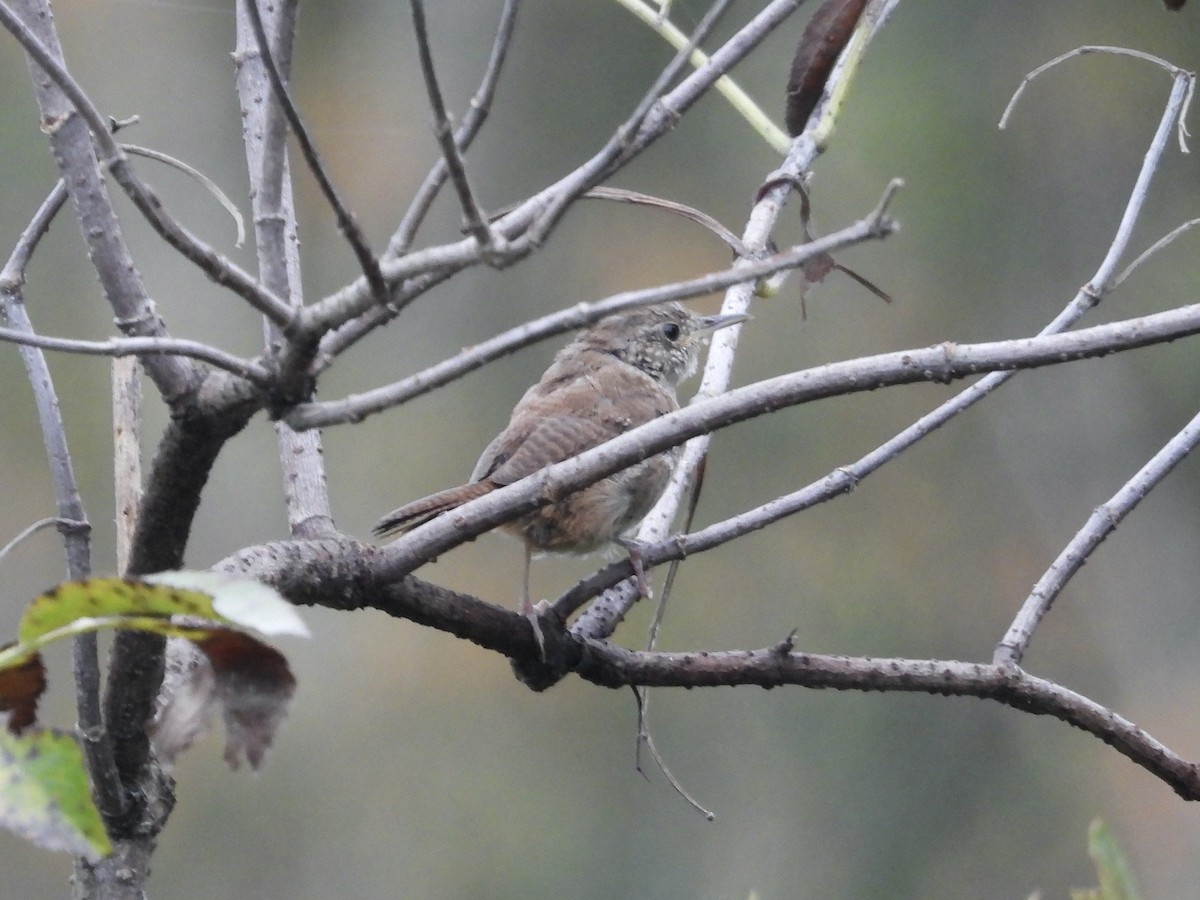 Northern House Wren - ML641914580