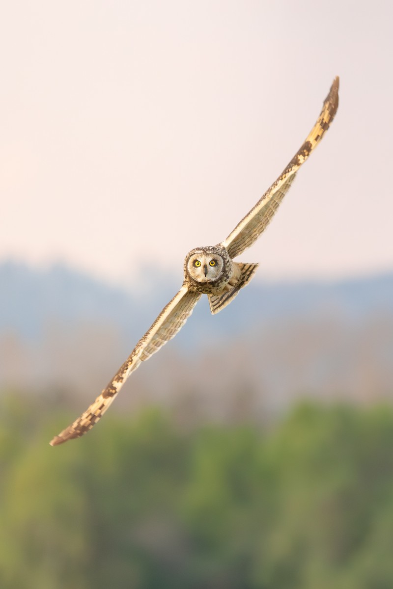 Short-eared Owl - ML641914587