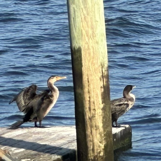 Double-crested Cormorant - ML641914591
