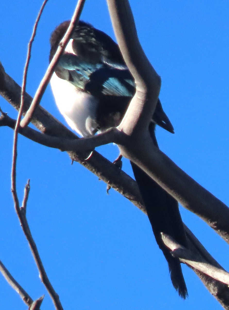 Black-billed Magpie - ML641914602