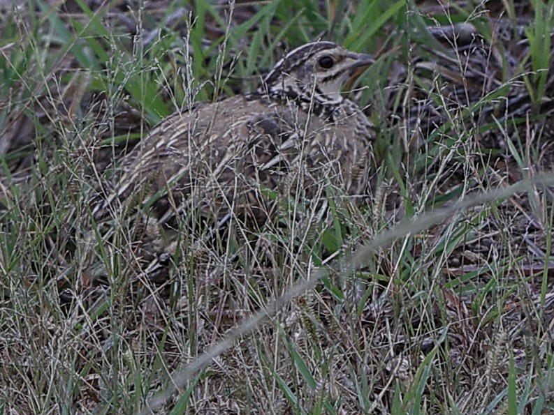 Rain Quail - ML641914632