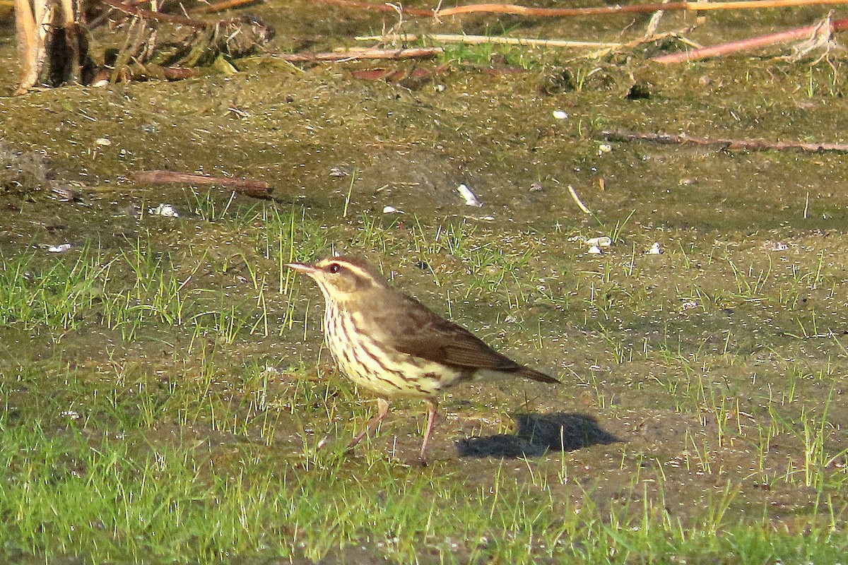 Northern Waterthrush - ML641914634
