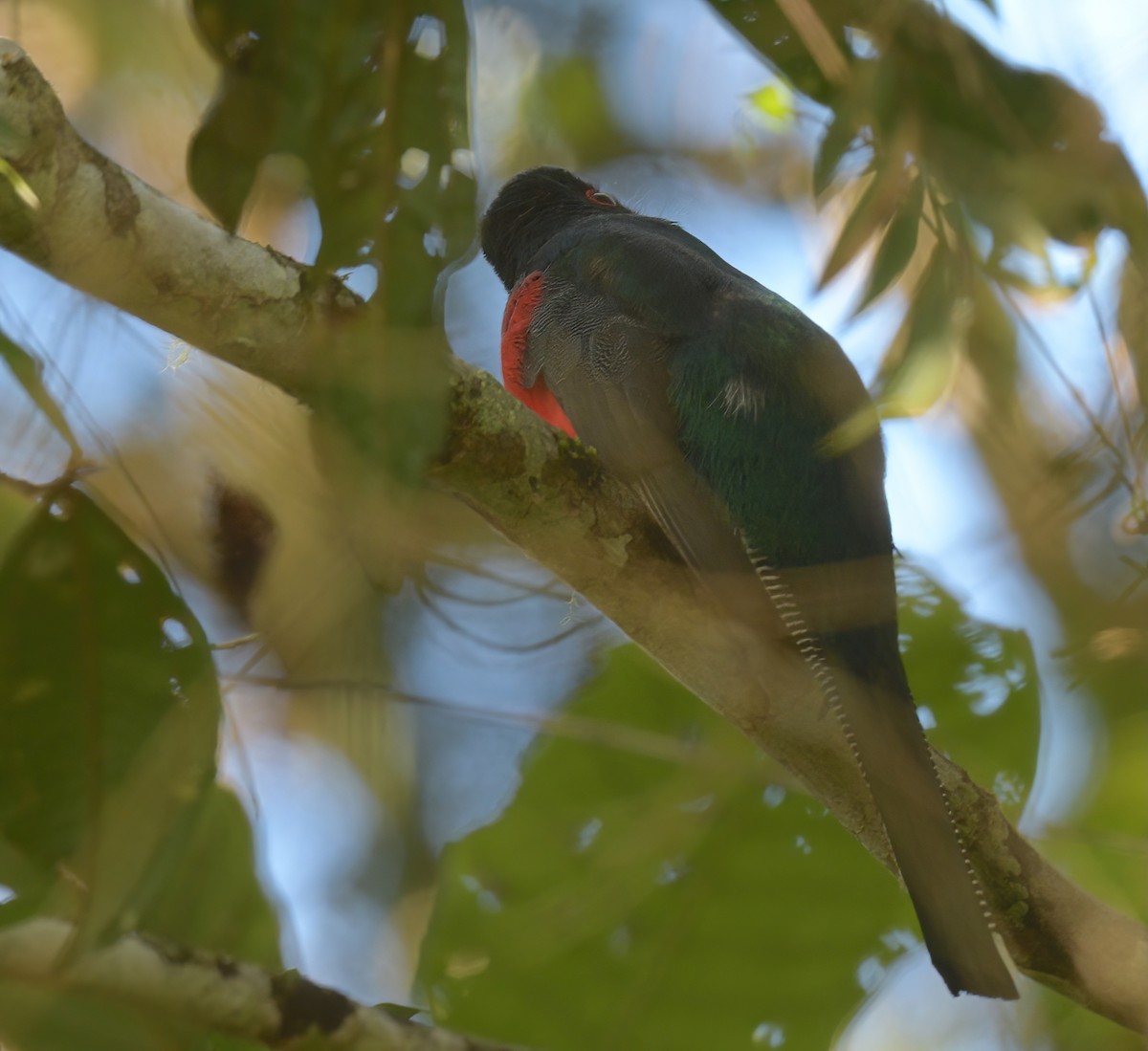 Trogon masqué - ML641914638