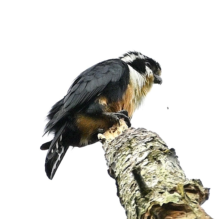 Finkenfälkchen - ML641914652