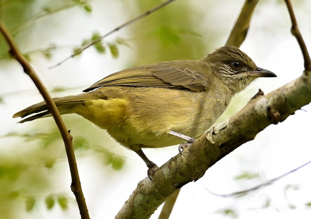 Bulbul de Conrad - ML641914666