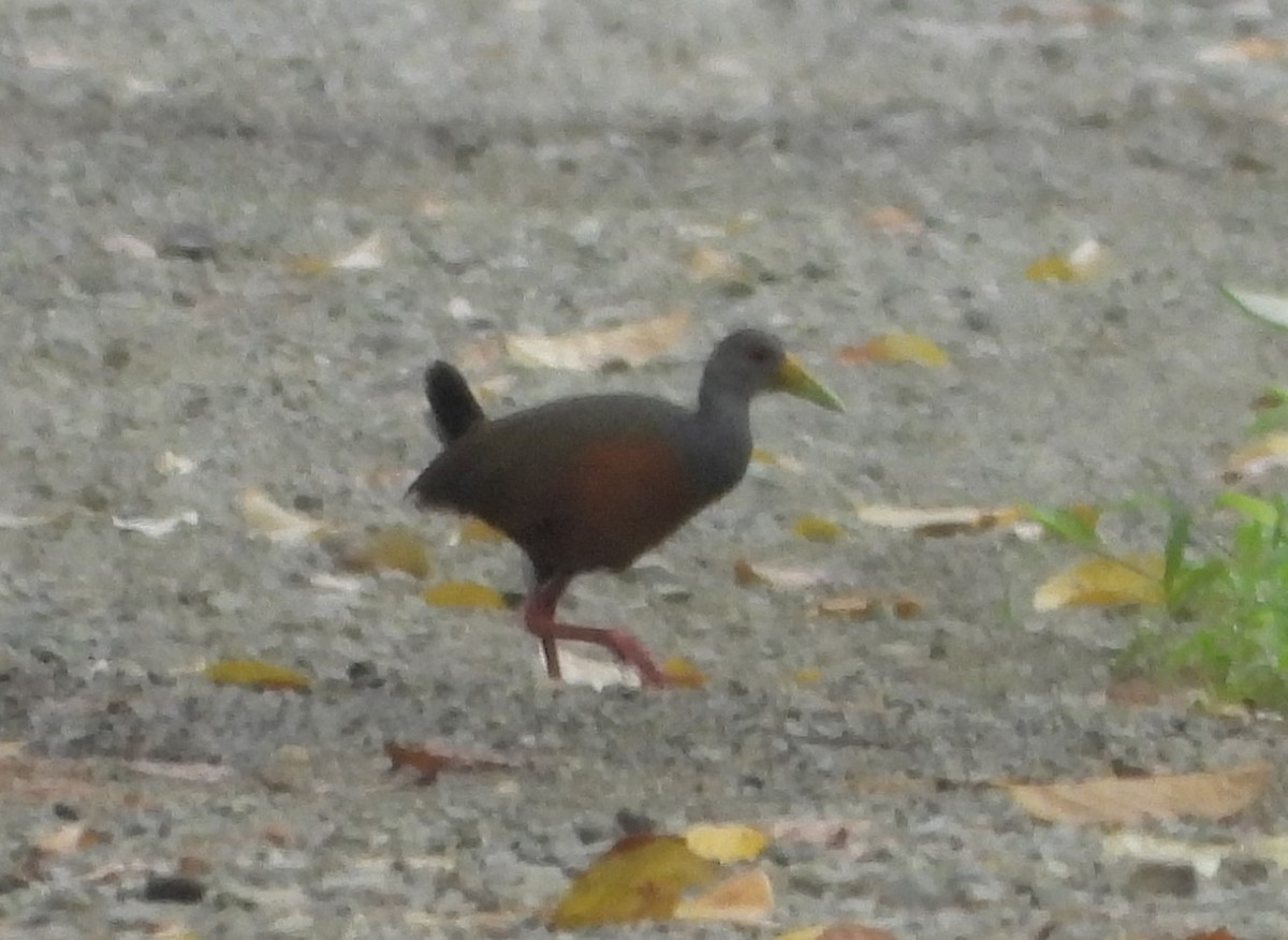 Gray-cowled Wood-Rail - ML641914675