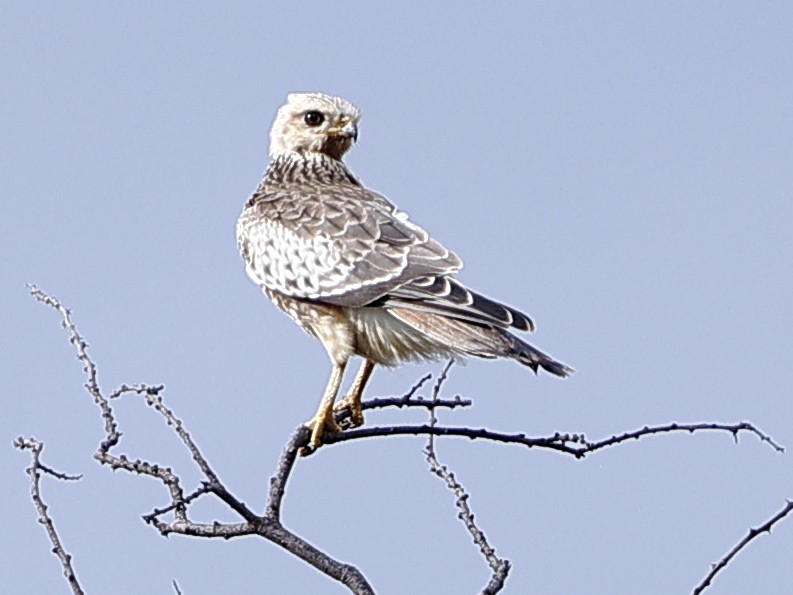 White-eyed Buzzard - ML641914682