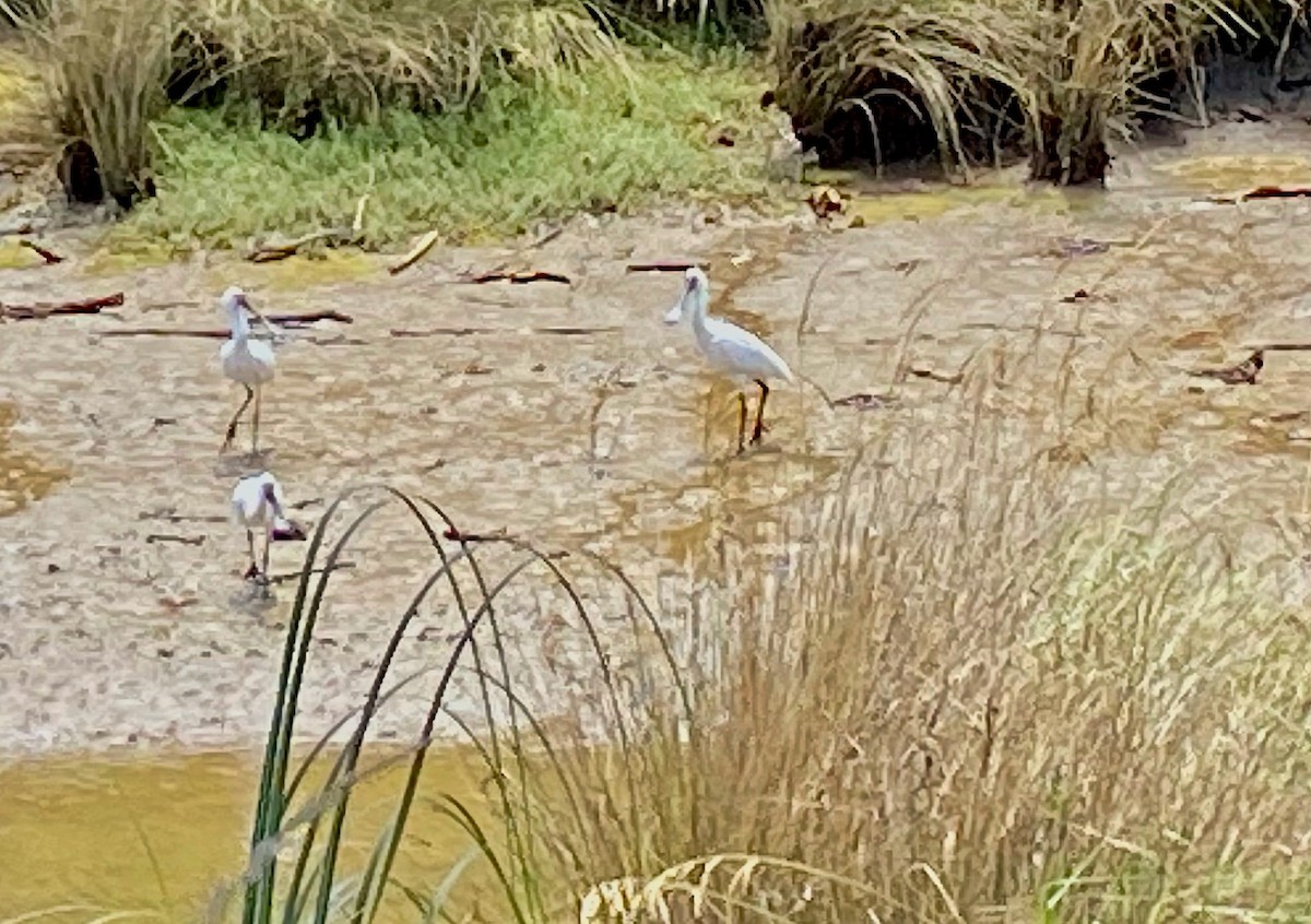 Royal Spoonbill - ML641914684