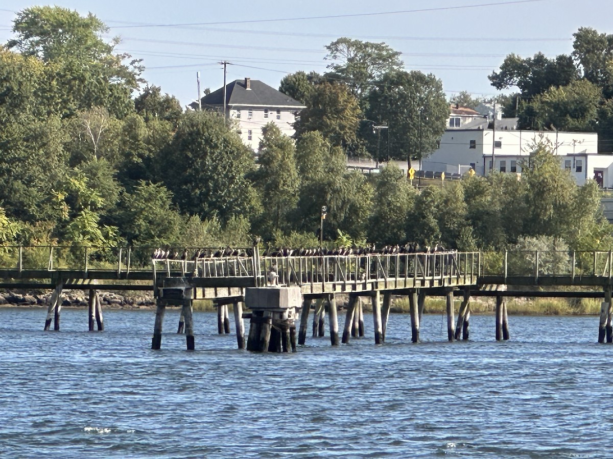 Double-crested Cormorant - ML641914687