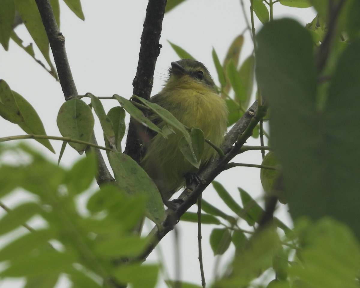 Yellow Tyrannulet - ML641914694