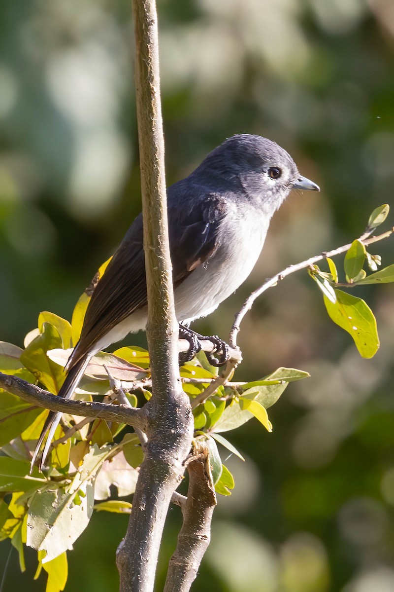 White-eyed Slaty-Flycatcher - ML641914700