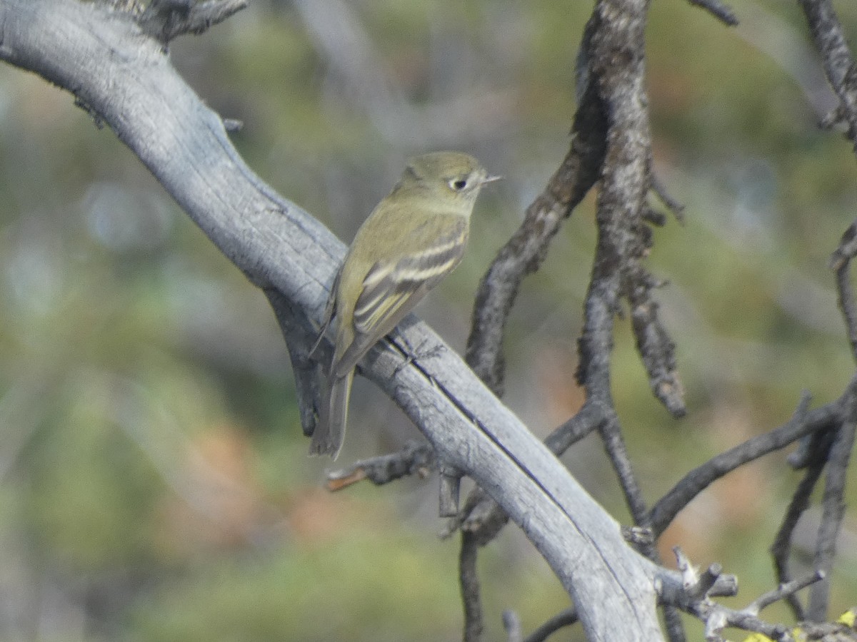 Hammond's Flycatcher - ML641914738