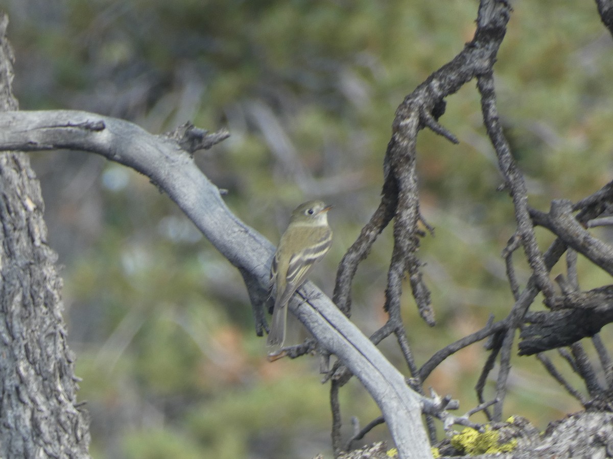 Hammond's Flycatcher - ML641914739